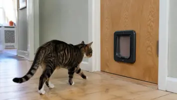 Kat på vej mod en elektronisk kattelem i en trædør
